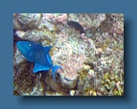 Helengeli 322